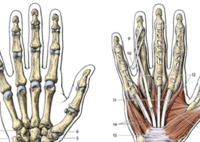 Ganzheitliche Handtherapie  Modul 1: Wunder – Hand