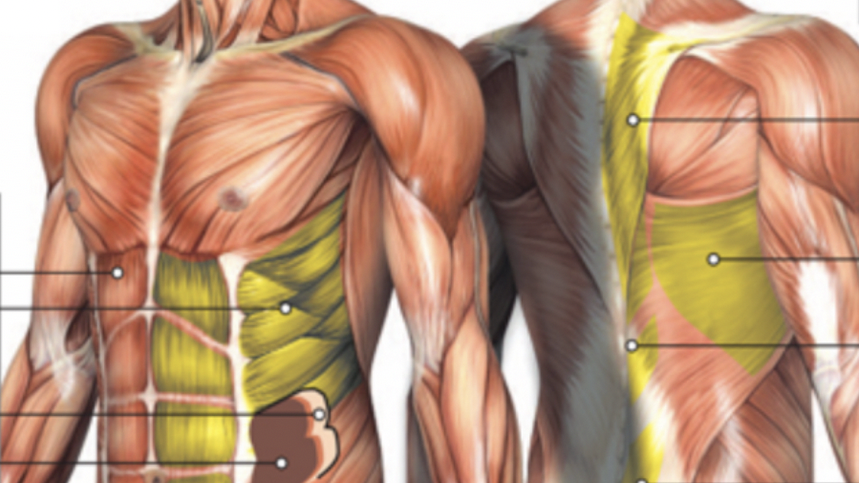 Ganzheitliche Handtherapie – Modul 2: Muskeln der ventralen und dorsalen Rumpfkette